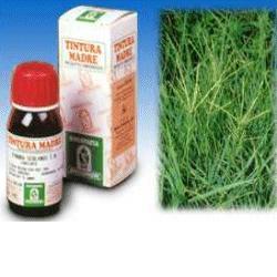 GRAMIGNA 37 50ML TM - lepimpinelle.it